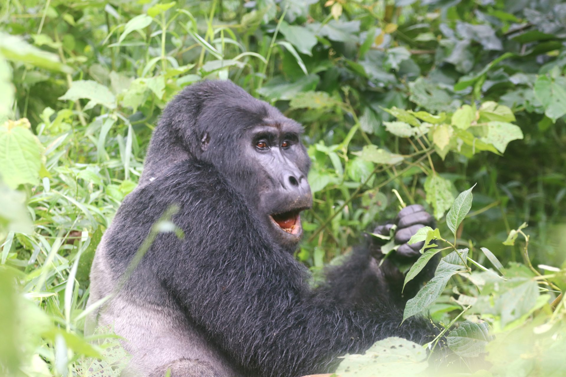 12-Day Uganda Birding, Safari and Primates Tour – 2027