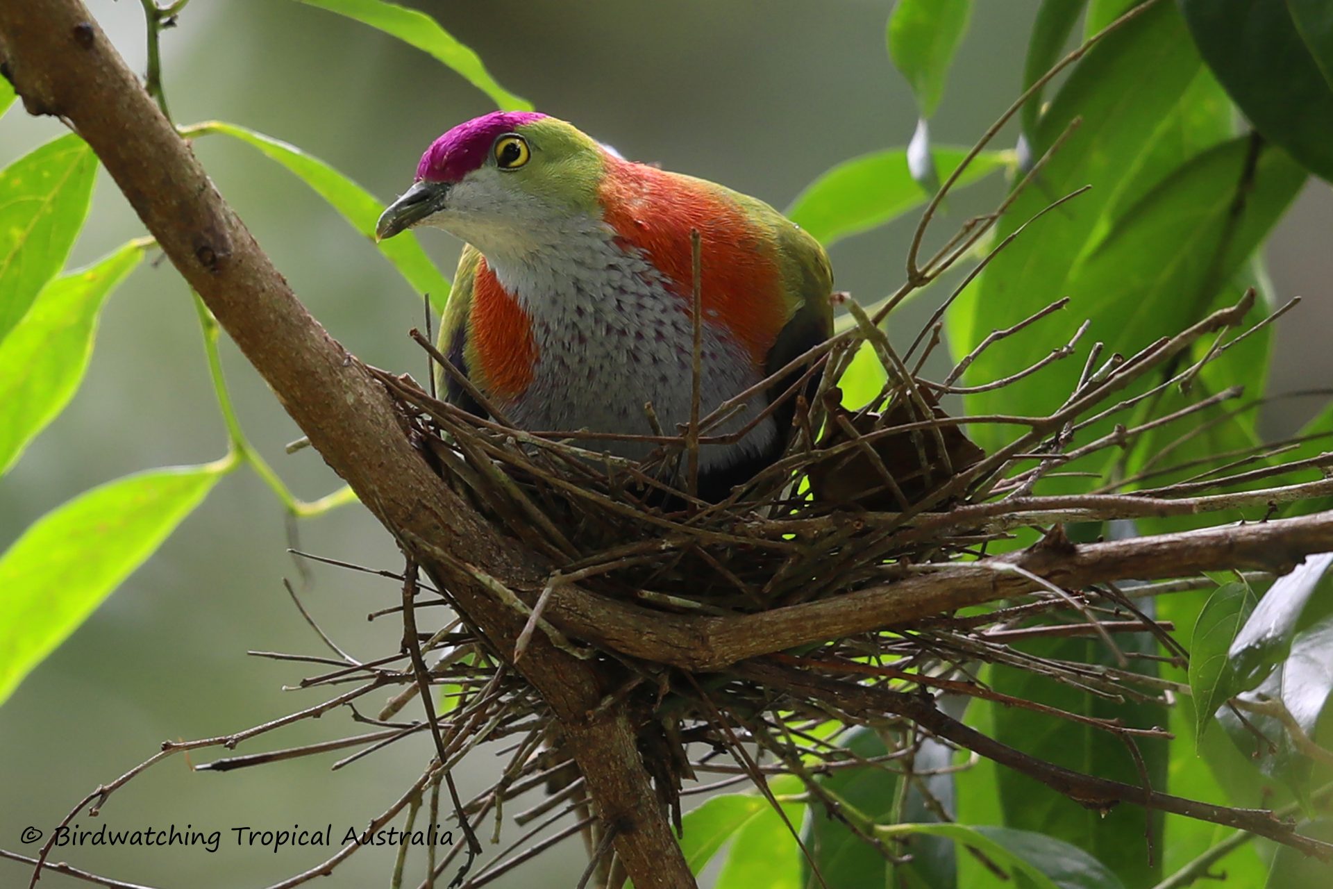 Full-Day Port Douglas and Wet Tropics Birding Tour