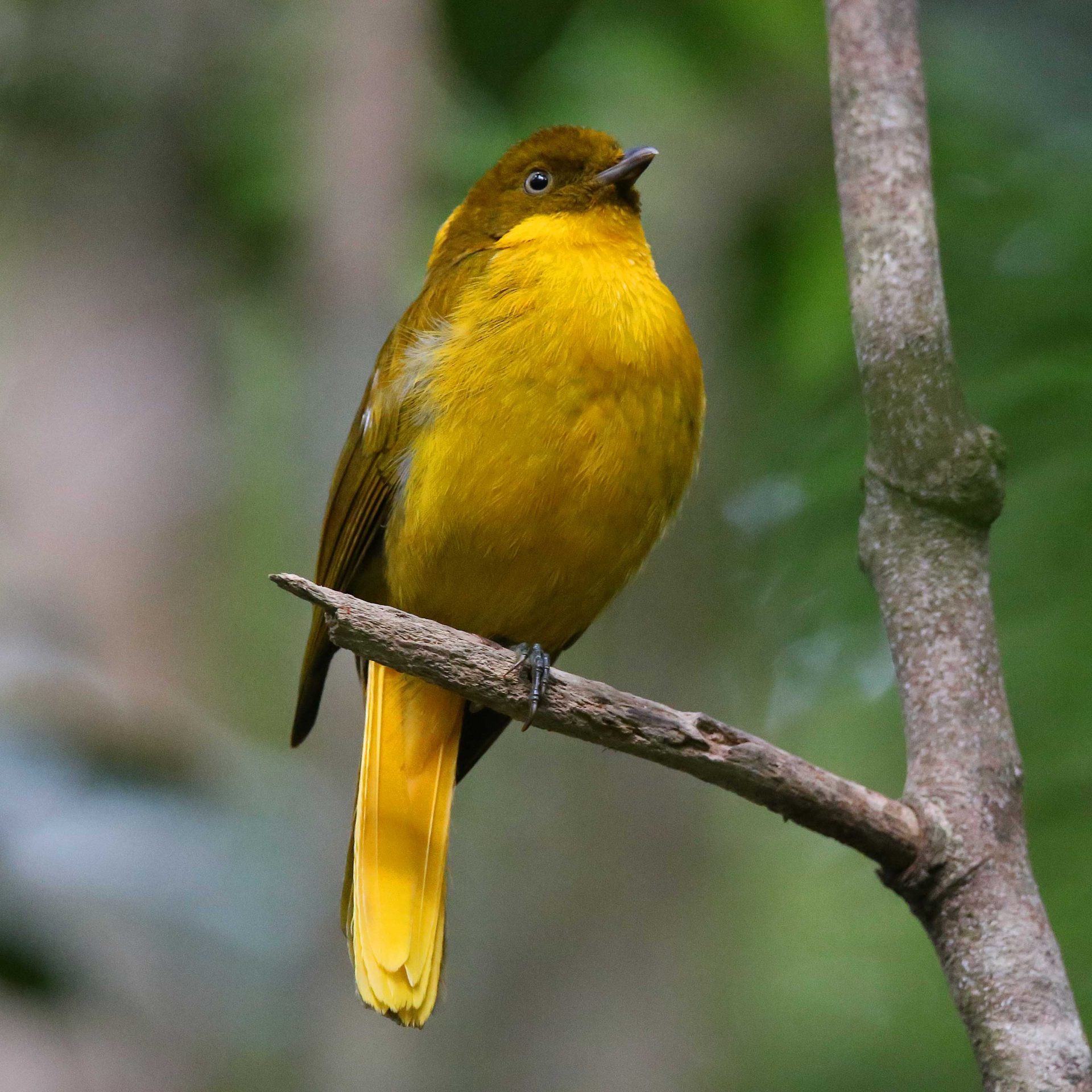 Private 2-10 Day Queensland Wet Tropics Birding Tour