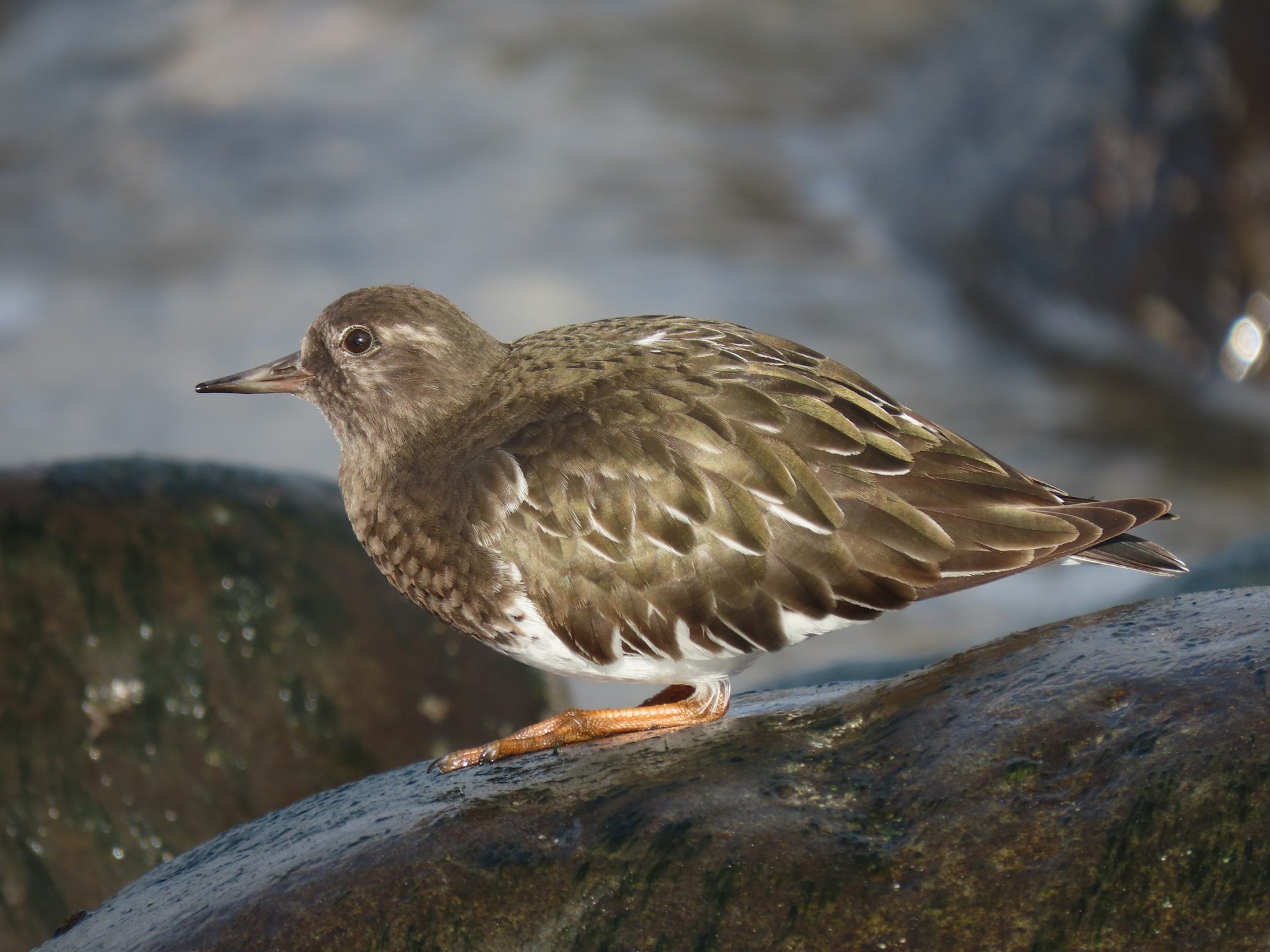 Private Central California Coast Birding Day