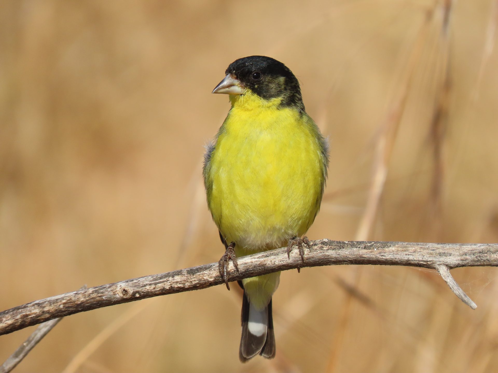 Private San Joaquin Valley Birding Day
