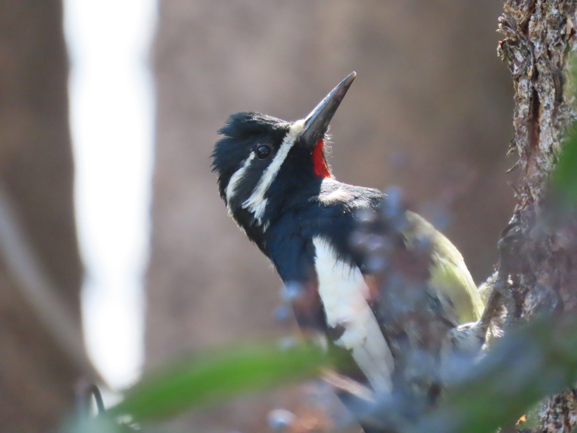 Private Sierra Nevada Birding Day