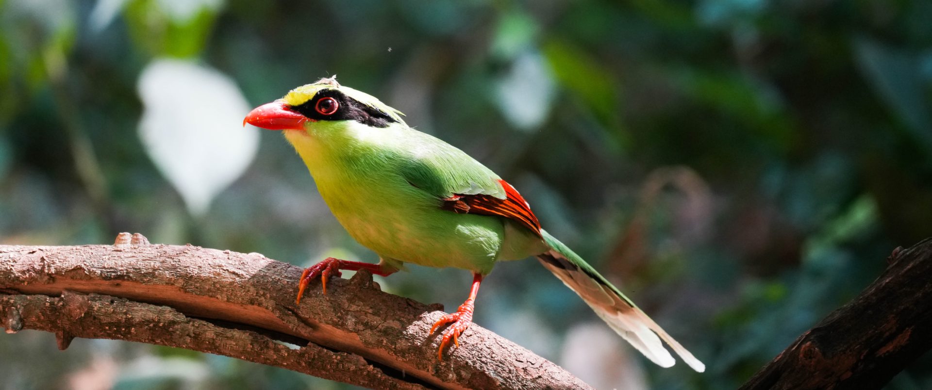 Southwest China Birding Tour - 17 Days
