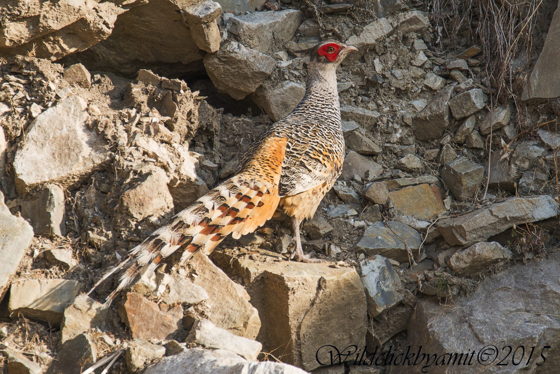 Private Pangot Birds and Butterflies Walk with Jagjeewan Dhami