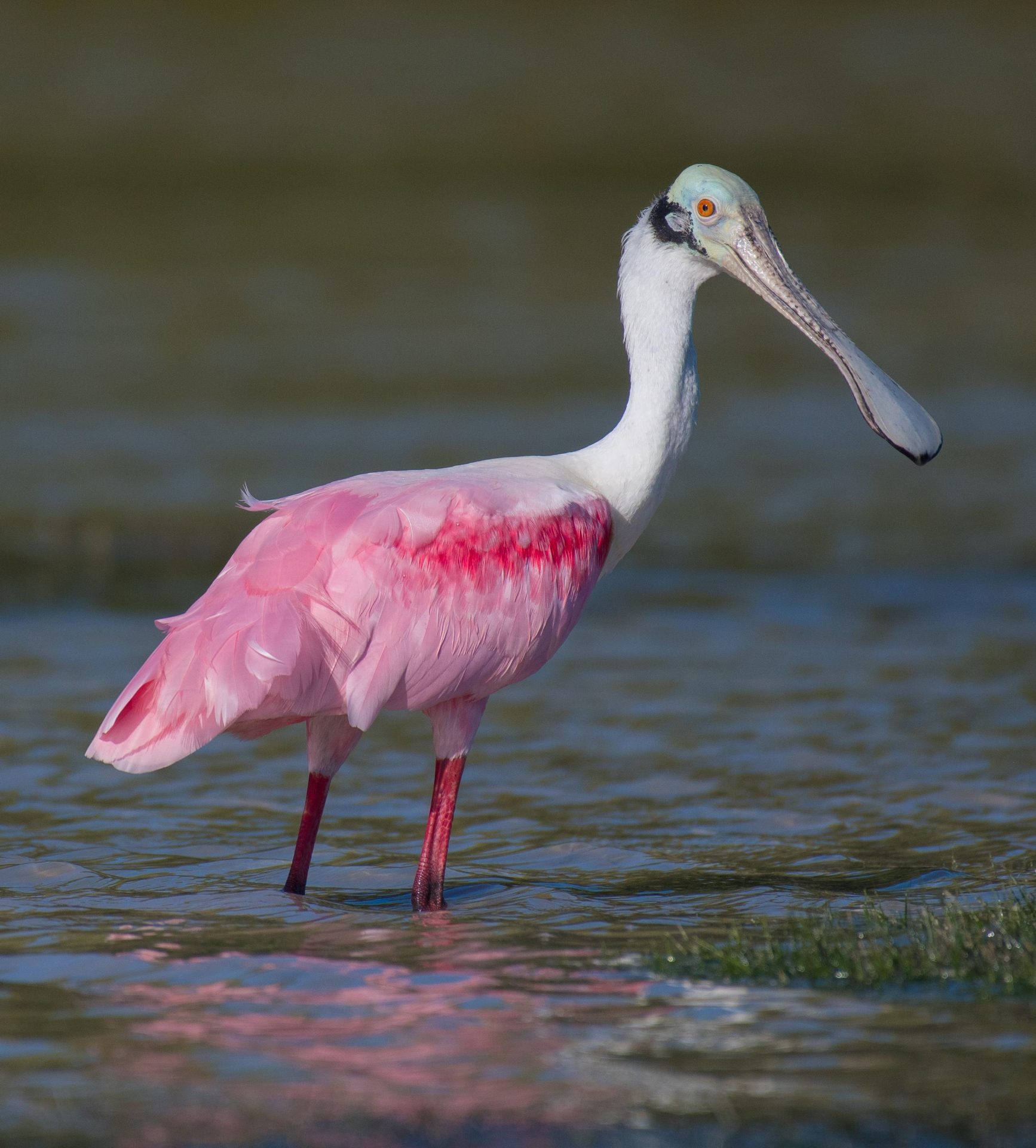 Rio Lagartos Birdwatching and Nature Boat Tour with William Canto