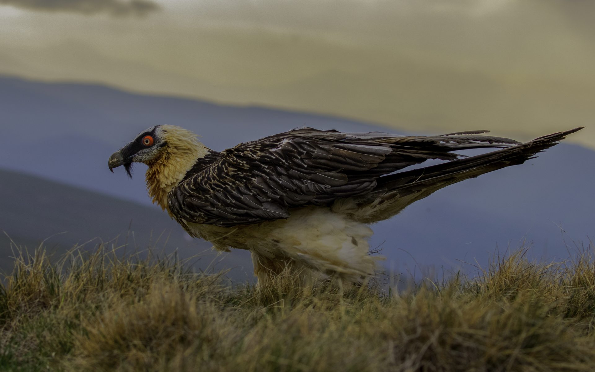 Kazbegi Caucasus Mountain Birding Tour with Nika Paposhvili