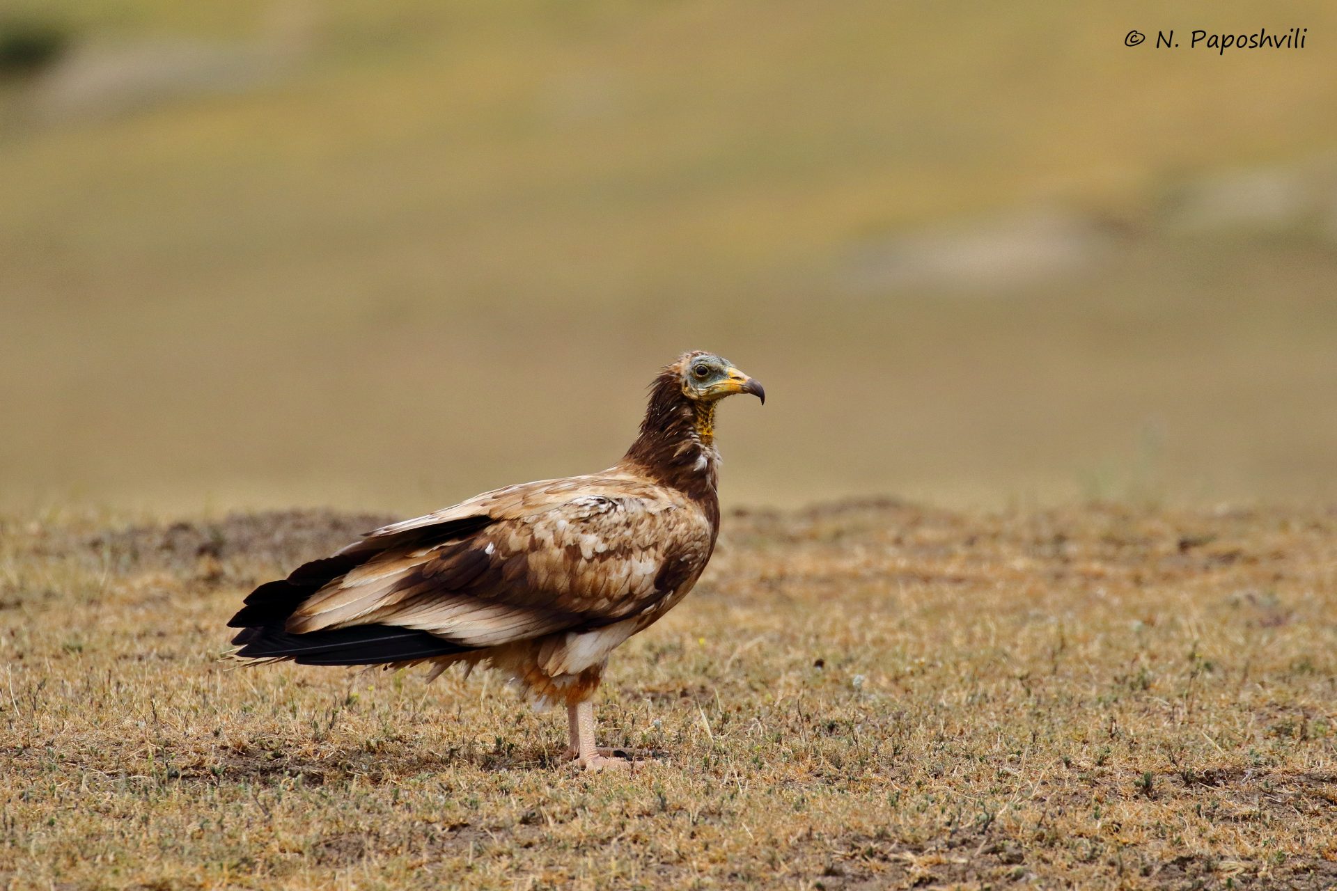 Vashlovani Semi-desert Birding Tour with Nika Paposhvili