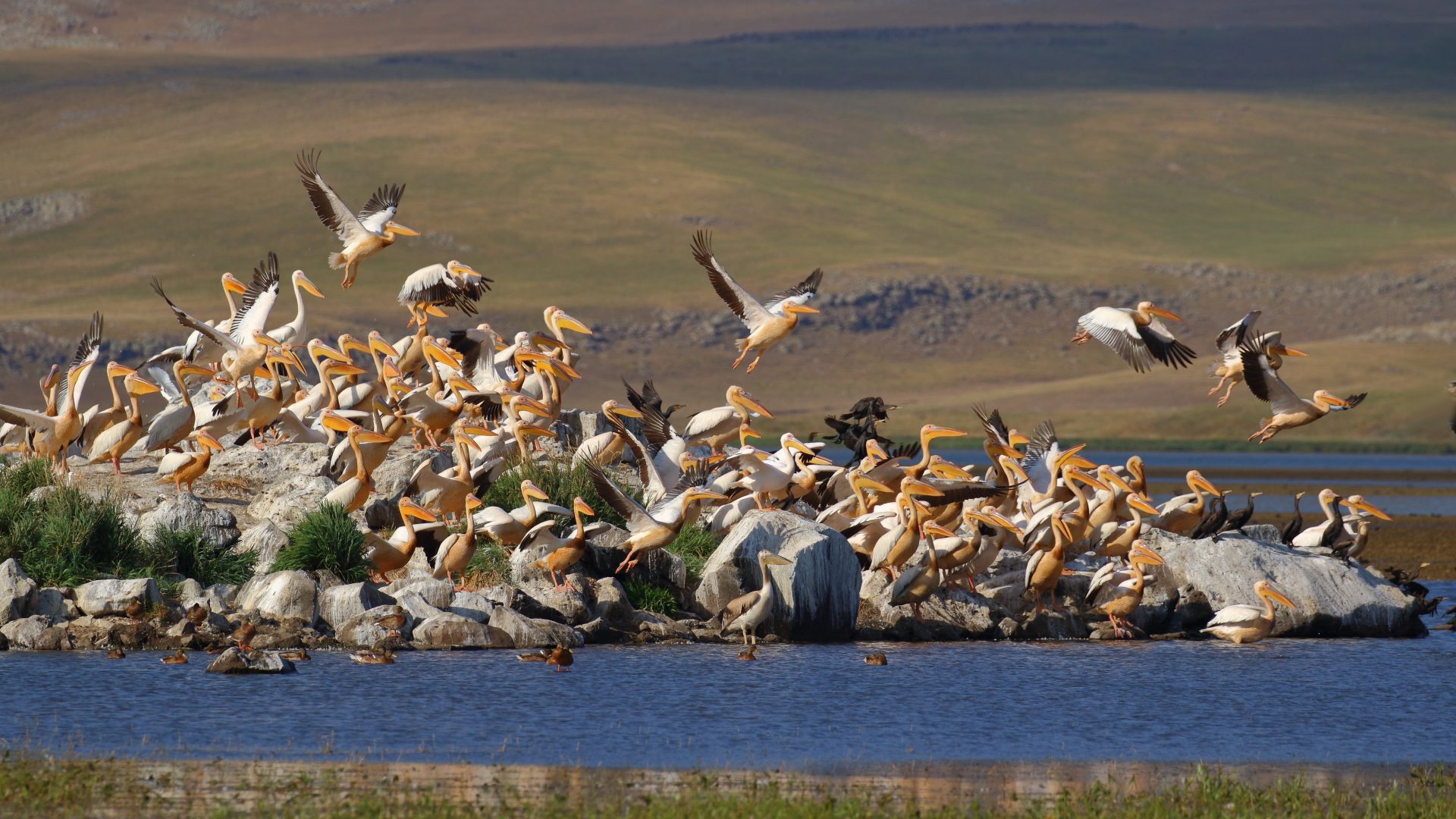 Javakheti Highland Lakes Birding Tour with Nika Paposhvili