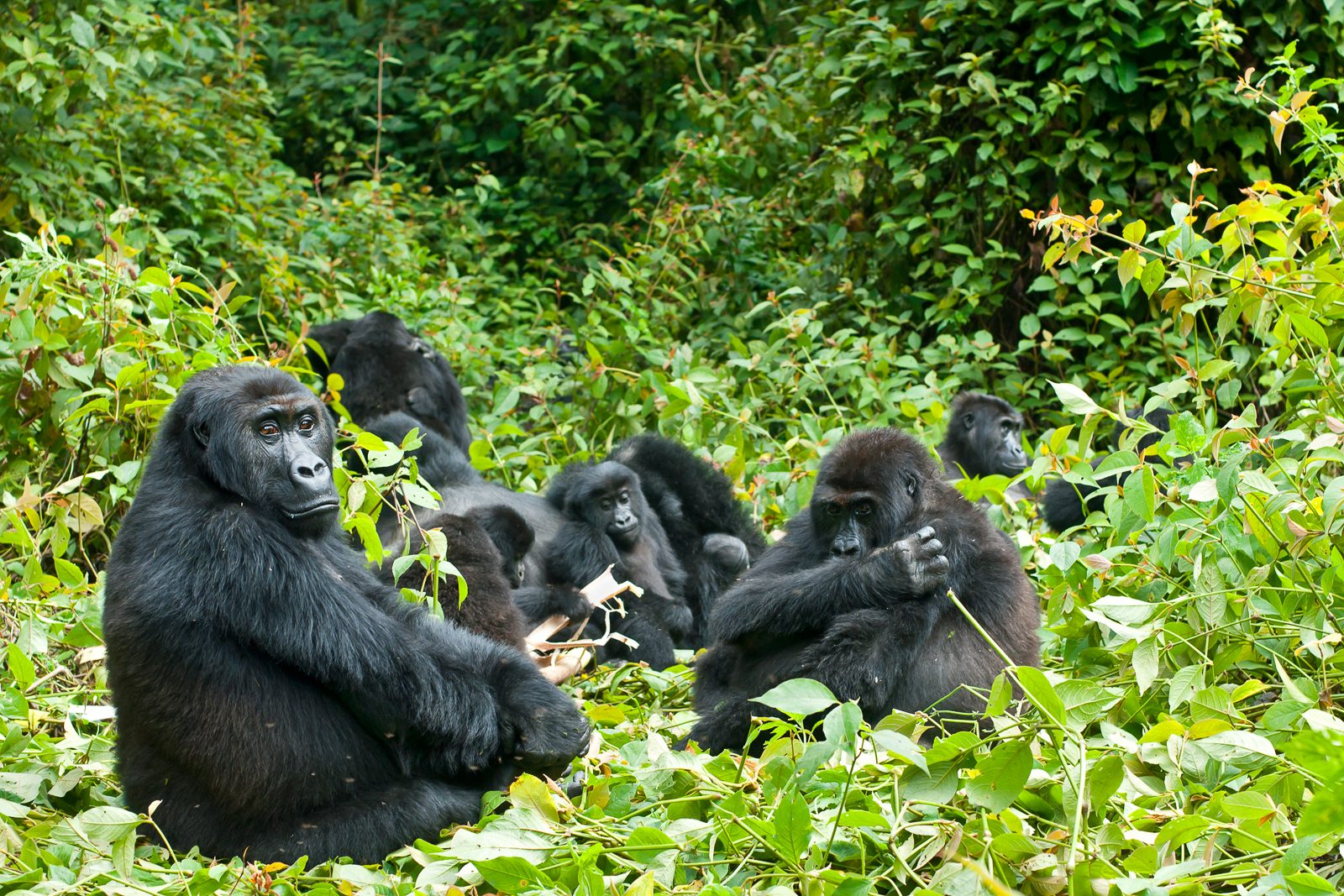 Uganda: Birds, Gorillas & Chimpanzees