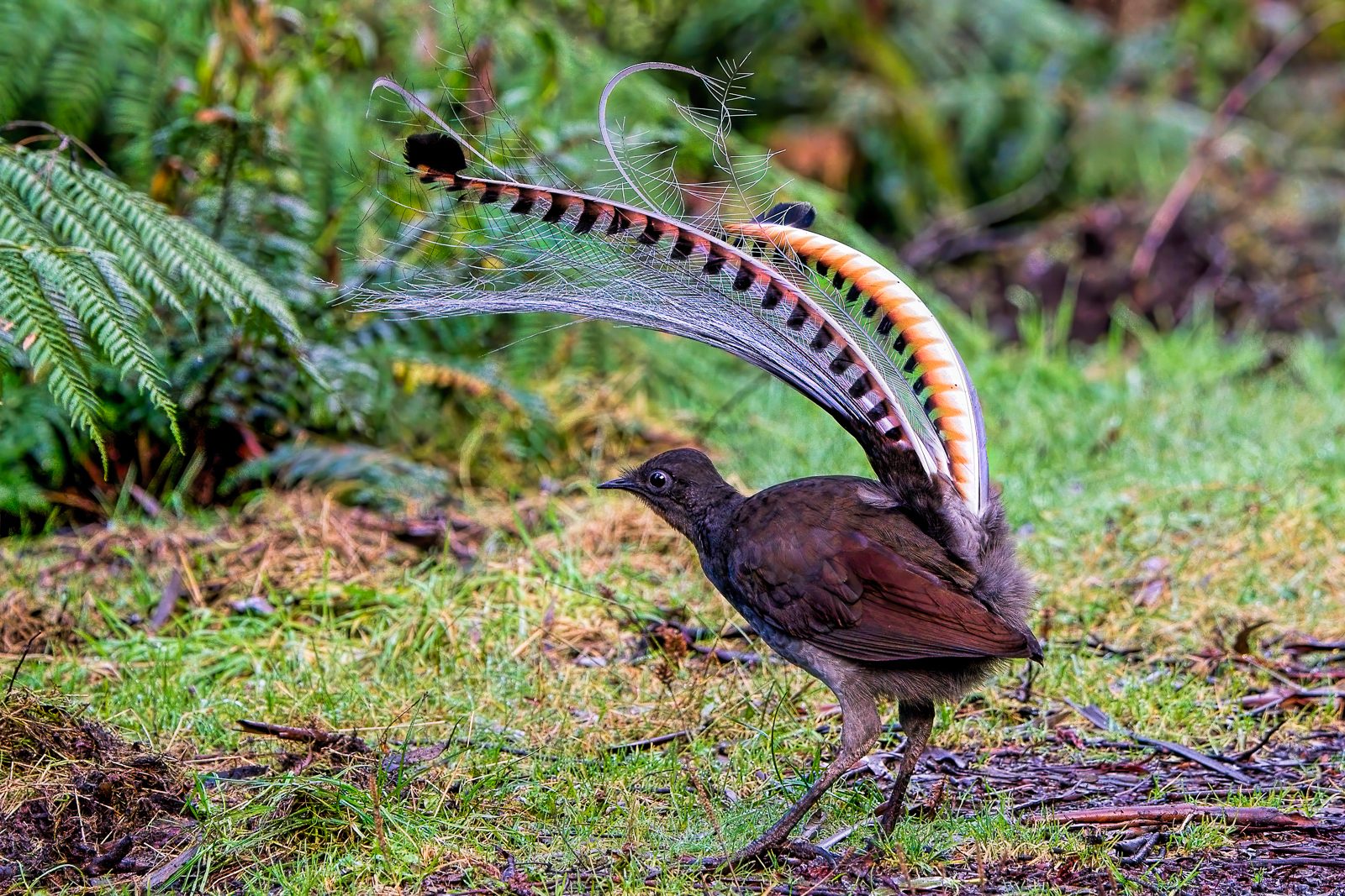 Eastern Australia