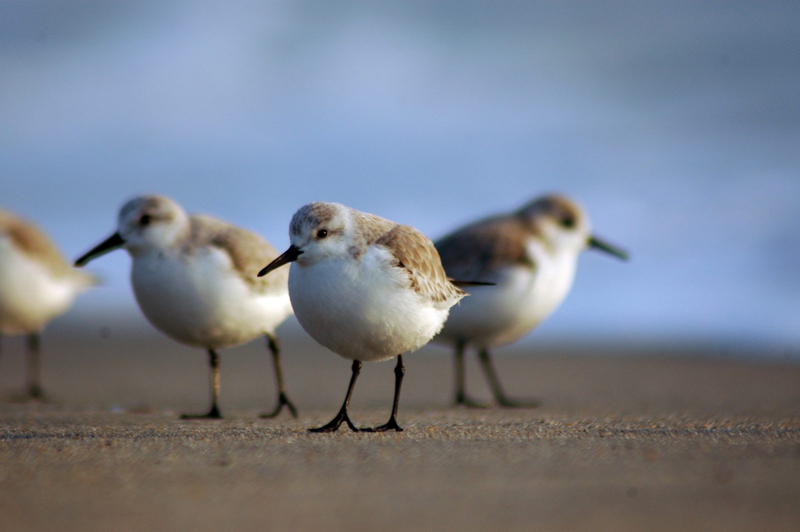 British Columbia Shorebird Migration