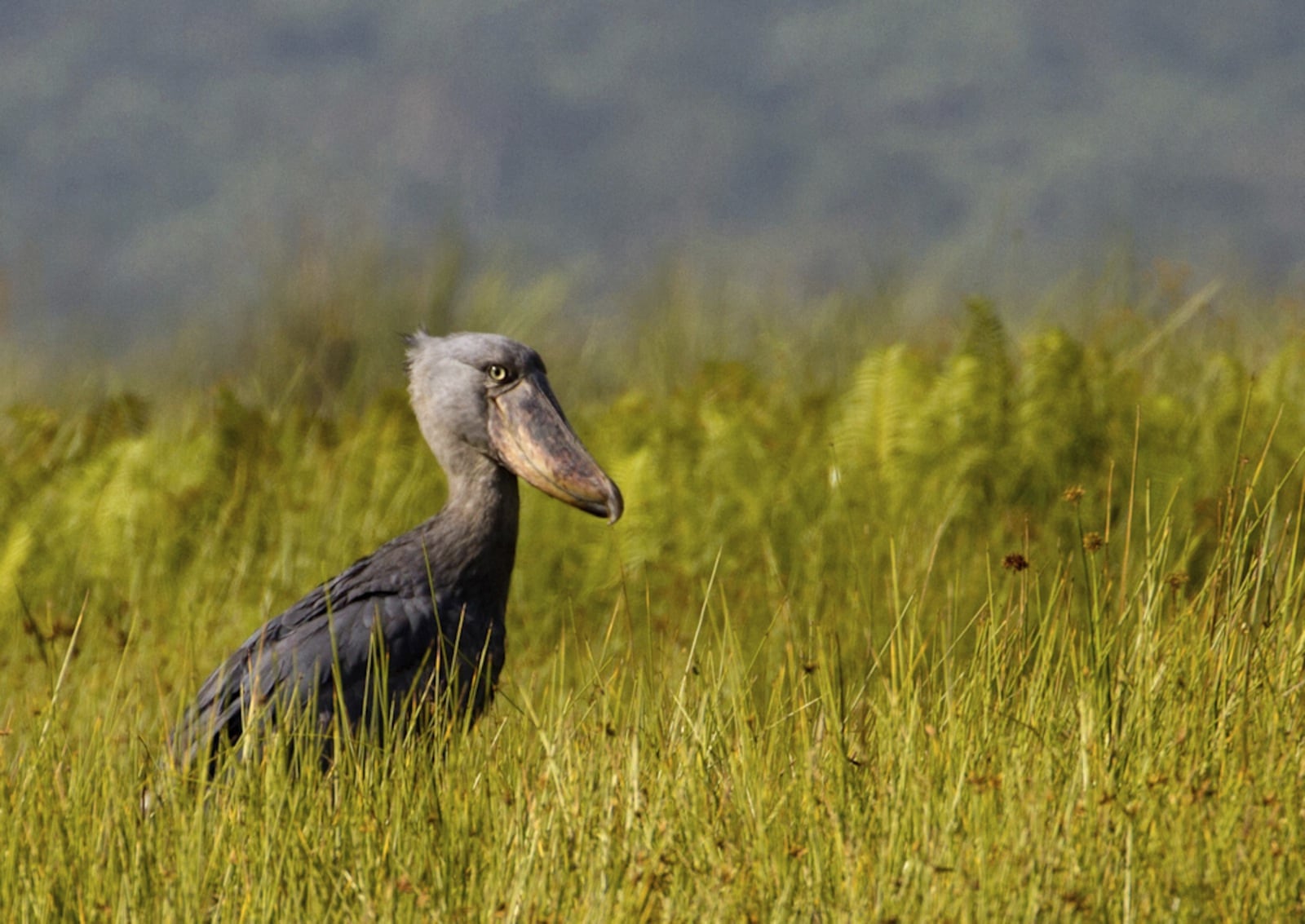 Shoebill standing in papyrus marsh on a Uganda birding tour