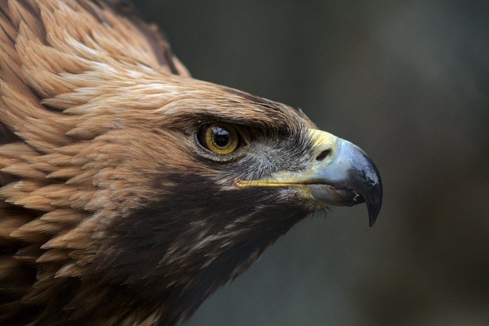 Winter Eagles of Skåne Private Birding Day
