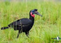 Abyssinian ground hornbill