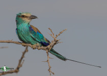 Abyssinian roller