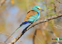 Abyssinian roller
