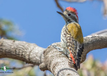 Abyssinian woodpecker