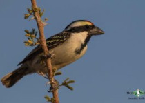 Acacia Pied Barbet