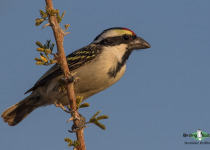 Acacia Pied Barbet