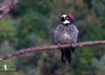 Acorn Woodpecker