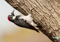 Acorn Woodpecker