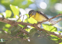 Adelaide's warbler