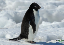 Adelie Penguin
