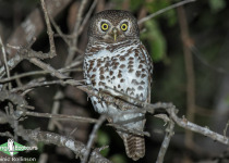 African Barred Owlet