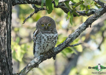 African Barred Owlet
