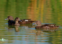 African Black Duck