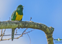 African Emerald Cuckoo