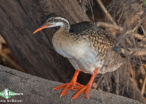 African Finfoot