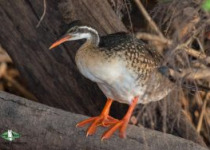 African Finfoot