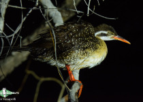 African Finfoot