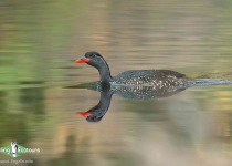 African Finfoot