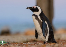 African penguin
