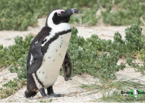 African penguin
