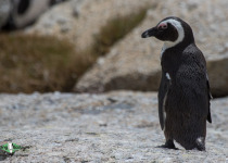 African penguin