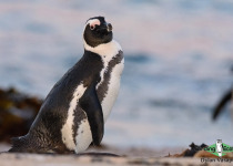 African penguin