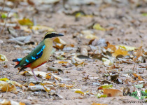 African Pitta