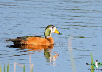 African Pygmy Goose
