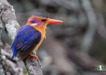 African Pygmy Kingfisher