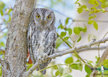 African Scops Owl
