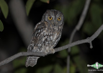 African Scops Owl