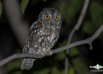 African Scops Owl