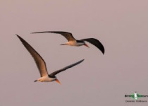 African Skimmer