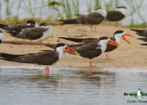 African Skimmer