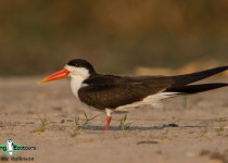 African Skimmer