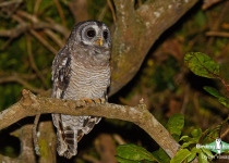 African Wood Owl