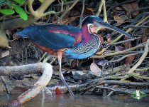 Agami Heron